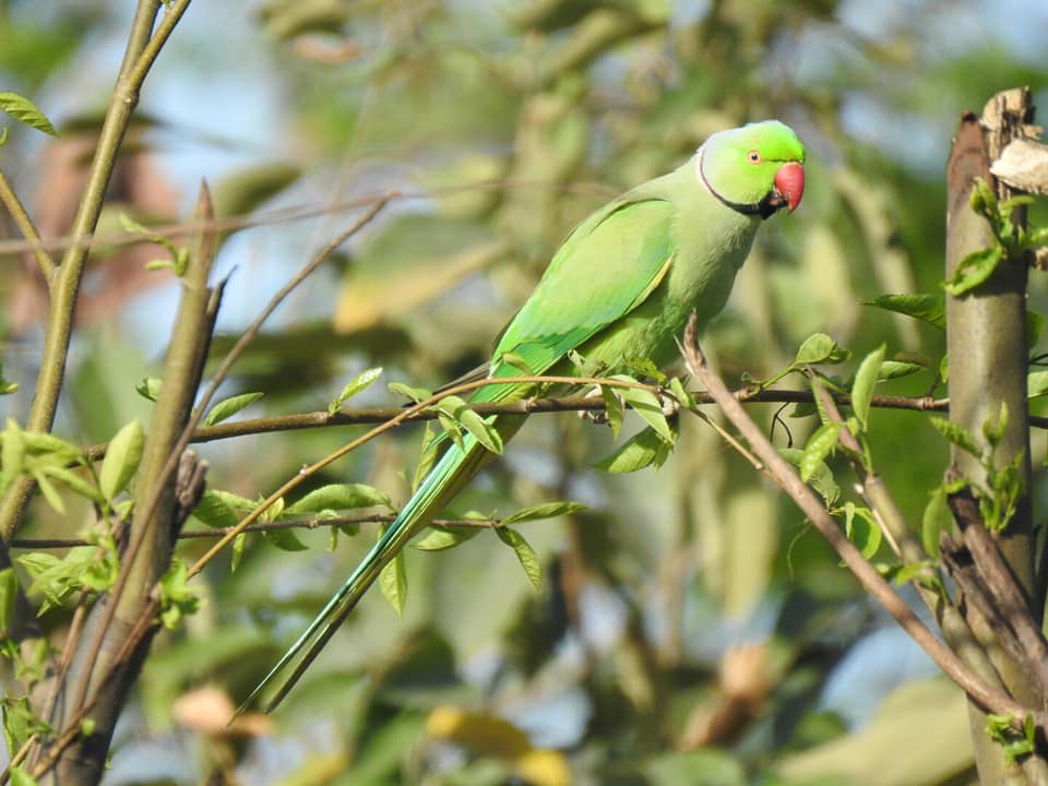 Jim Corbett Safari booking