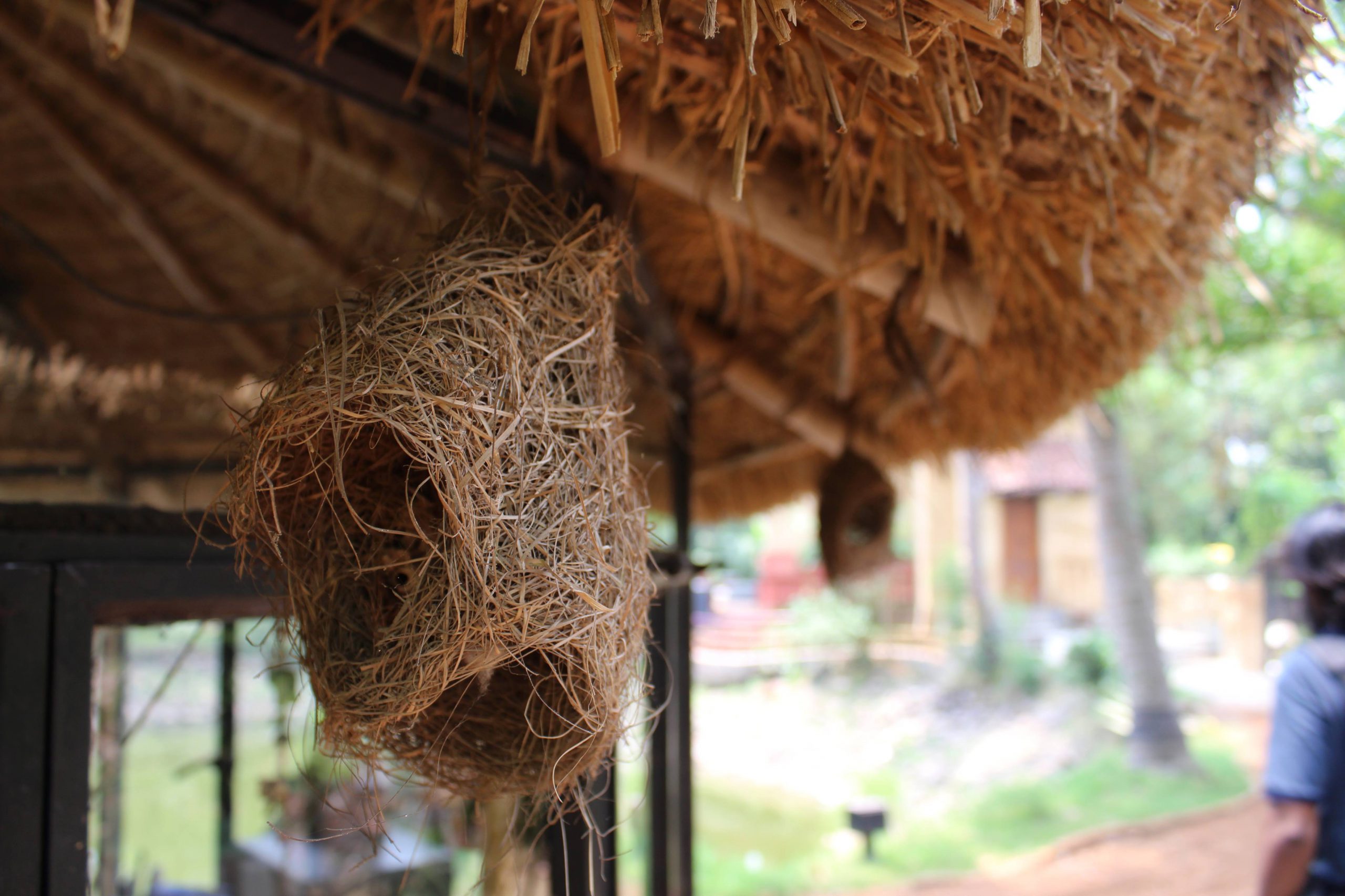 Rural Tourism in Santiniketan