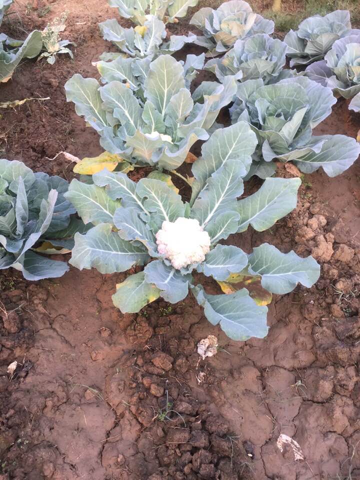 Organic farming in Santiniketan