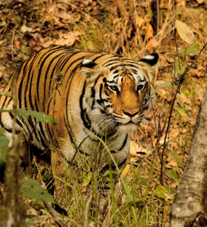 Pench, Madhya Pradesh - ecoplore