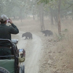 imSafari in Panna Tiger Reserveage