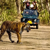 imSafari at Rajaji National Parkage