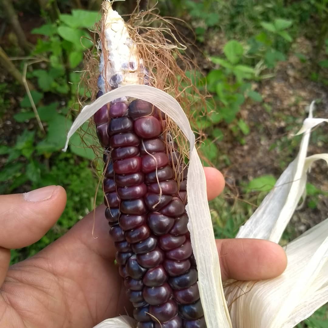 Fresh Corn in Darjeeling