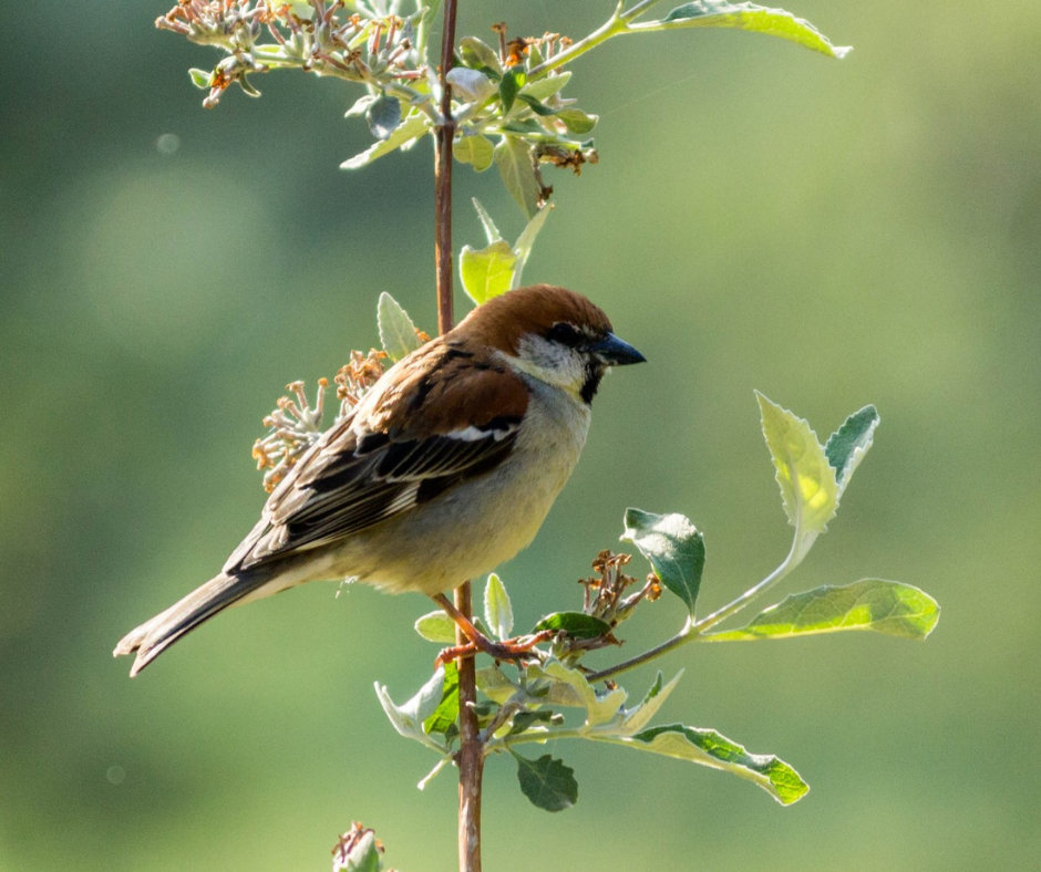 Birding in Jibhi