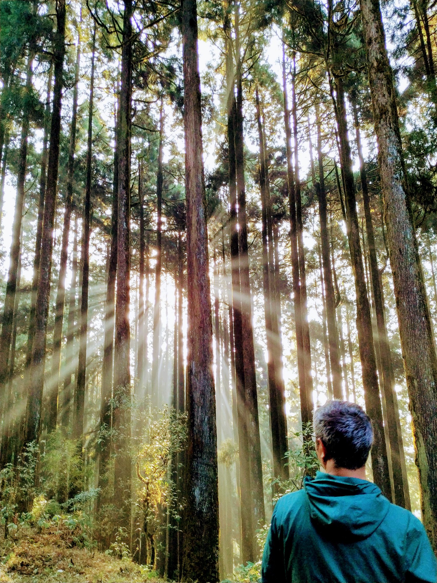 Forest in Darjeeling