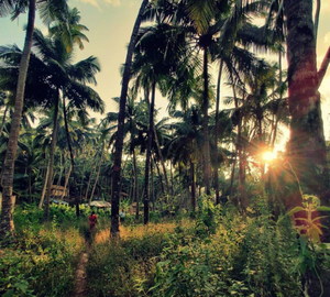Jungle resort in Goa