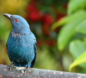 Wildlife of Munnar